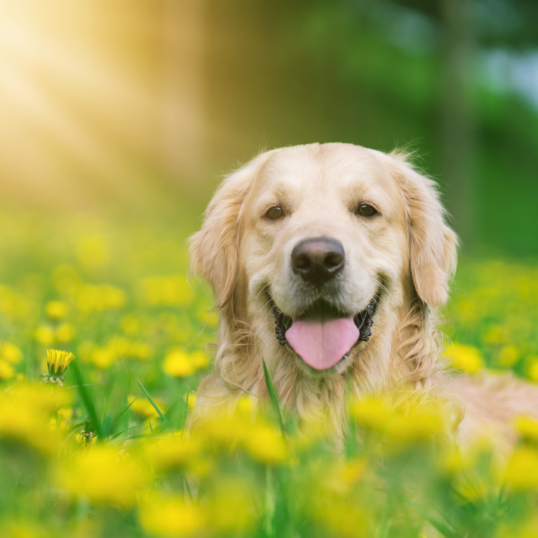 Logo für "Hunde Service Bremen" mit einem fröhlichen Hund und Stadtansichten.