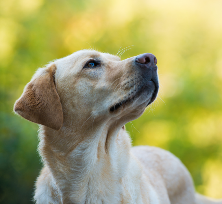 Der Gassi-Service in Bremen